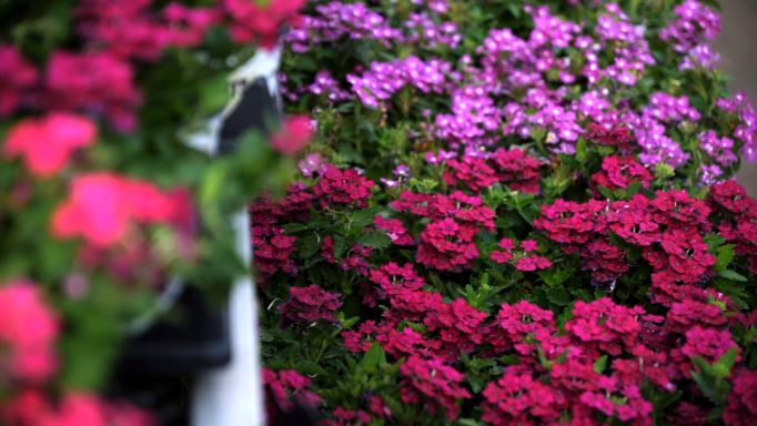 Get It Growing: Vanessa verbena makes a colorful ground cover